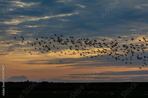 Barm geese overflying the fields at Ballum Sluse