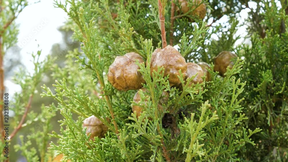 Cones of evergreen coniferous tree Cupressus sempervirens. Cones of evergreen coniferous tree Cupressus sempervirens.