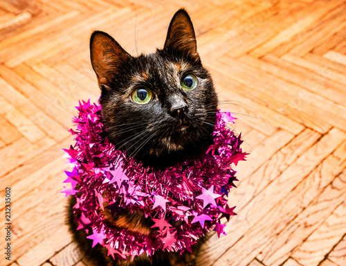 Horizontal shot of a tricolor green-eyed young cat in a purple Christmas decoration photo