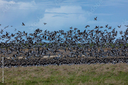 Barnacle geese on the marsh in Sønderjylland, Denmark photo