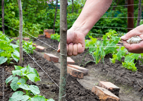Fototapeta The trellis of twine tension between wooden pegs