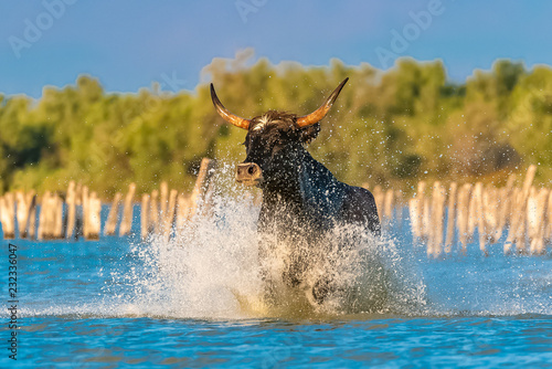 Bull galloping in the water, running bull in Camargue 