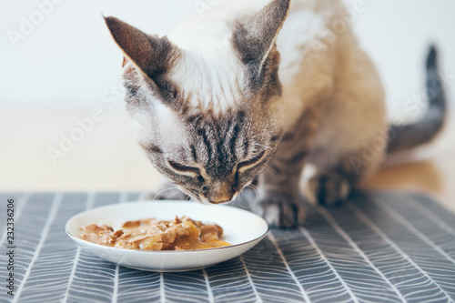 Close-up of a tabby cat eating canned cat food from white ceramic plate placed on the floor. Devon Rex enjoys wet tuna tin. Pets healthy nutrition, premium quality foods. Selective focus photo