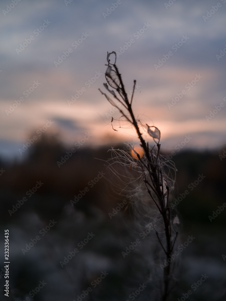 Obraz premium tree in sunset