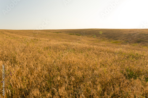 Wheat field in middle of summer