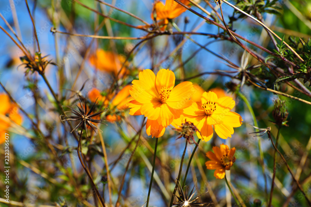 Cosmos bipinnatus, commonly called the garden cosmos or Mexican aster Cosmos bipinnatus, commonly called the garden cosmos or Mexican aster