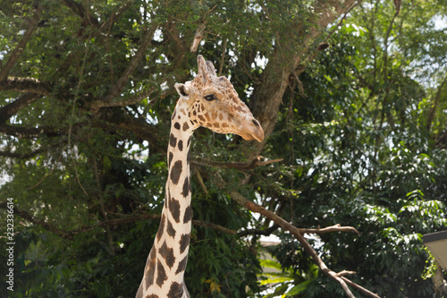 Photography portrait of a giraffe