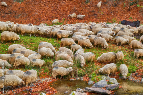 sheep grazing near the river photo