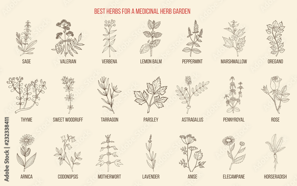 Best herbs for a medicinal garden