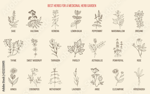 Best herbs for a medicinal garden photo