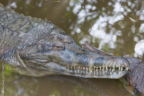 crocodile in the water © wolfenstain3d
