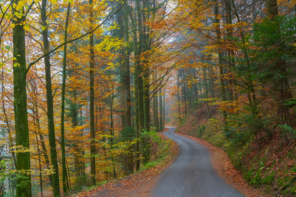 Kurvige Strasse im Wald mit schlechter Sicht im Herbst mit Nebel 