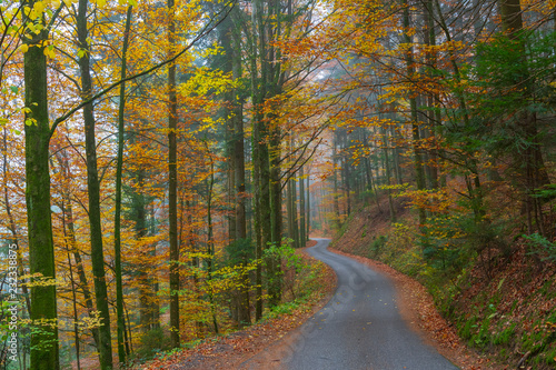 Kurvige Strasse im Wald mit schlechter Sicht im Herbst mit Nebel 