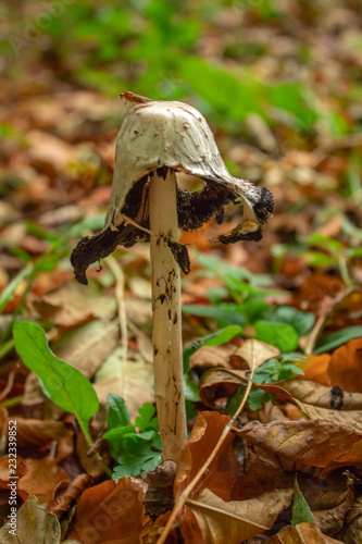 Old Shaggy Inkcap Mushroom in the Autumn Woodland