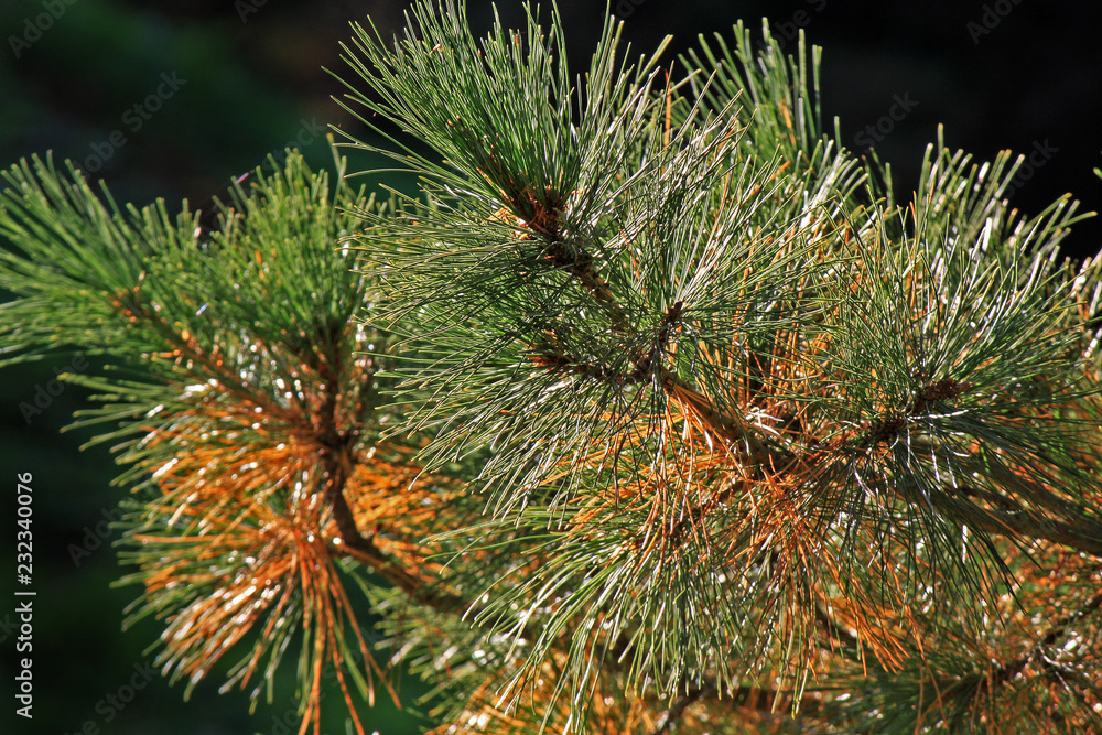 Pine branch Pine branch