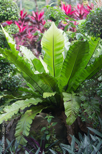flowers in the garden