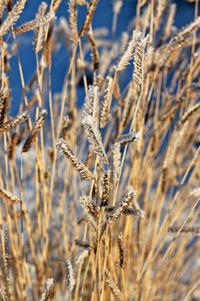 Fototapeta premium Frosted grass