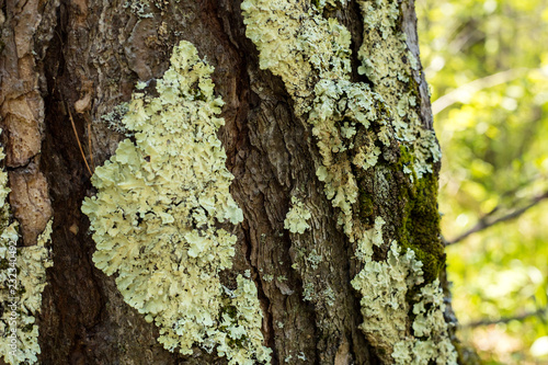 Obraz na płótnie Lichen on the bark of a tree. Lichen grows on birch