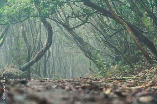 Tenerife laurel forest, Anaga Rural Park