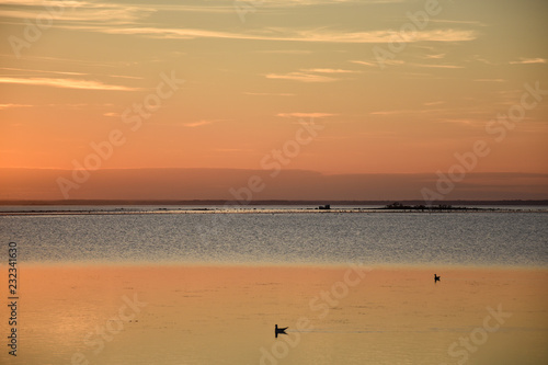 Birds in calm water by sunset