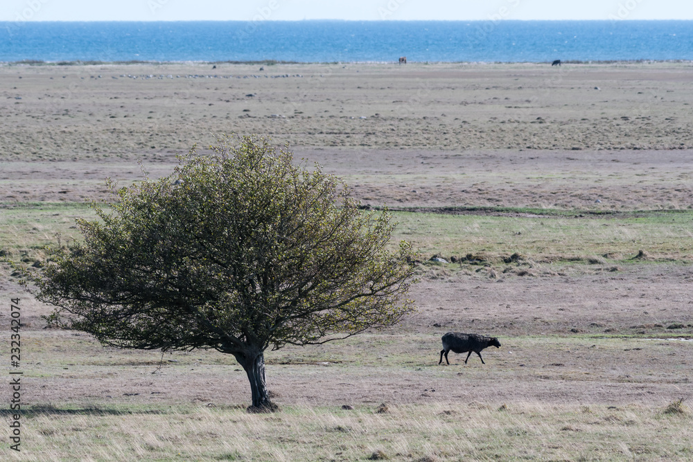Single black sheep in a wide grassland Single black sheep in a wide grassland