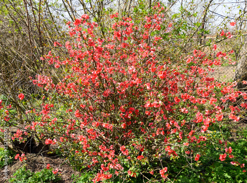 Bush with pink flowers. Spring flowering shrubs photo