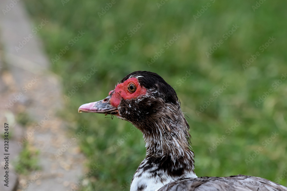 Obraz premium Porträt einer Moschusente, Cairina moschata
