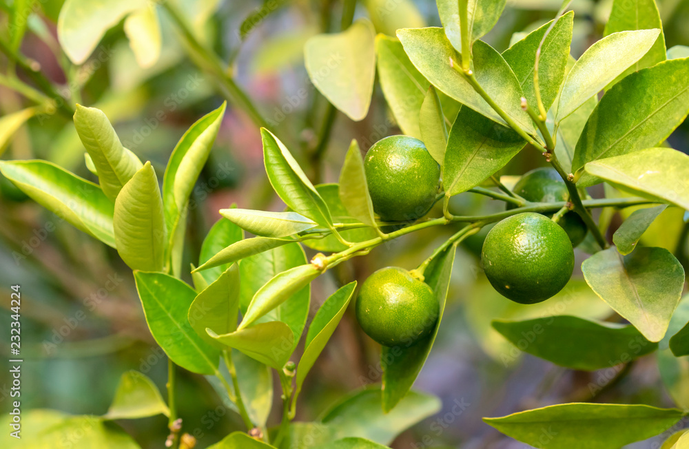 Small Calamondin from the family of citrus fruits on a tree branch. Small Calamondin from the family of citrus fruits on a tree branch.
