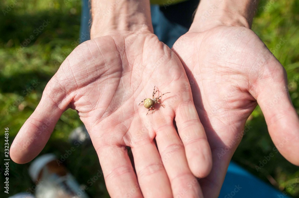 little spider on man's palm. close-up photo