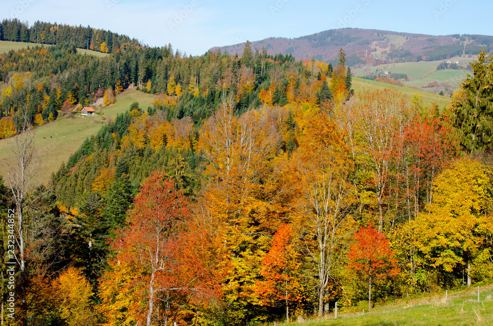 Bunte Wälder im Schwarzwald nahe St. Peter