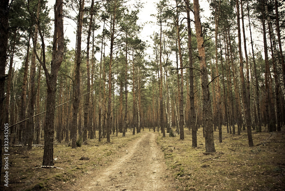 Obraz premium las sosnowy i droga