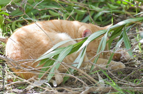 Chat roux endormi