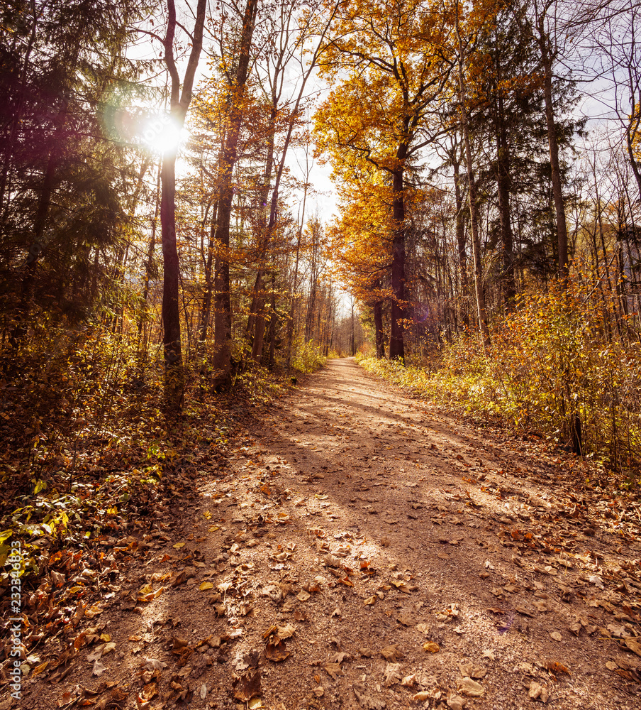 Obraz premium Waldweg