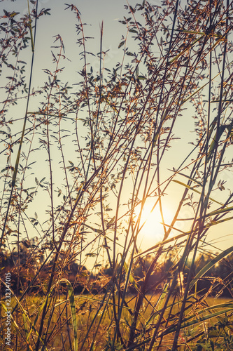 Sunset In the Field