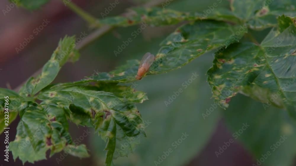 A yellow ladybug crawling along foliage looking for its prey to eat A yellow ladybug crawling along foliage looking for its prey to eat