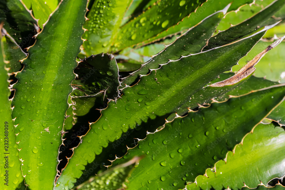 Aloe Aloe
