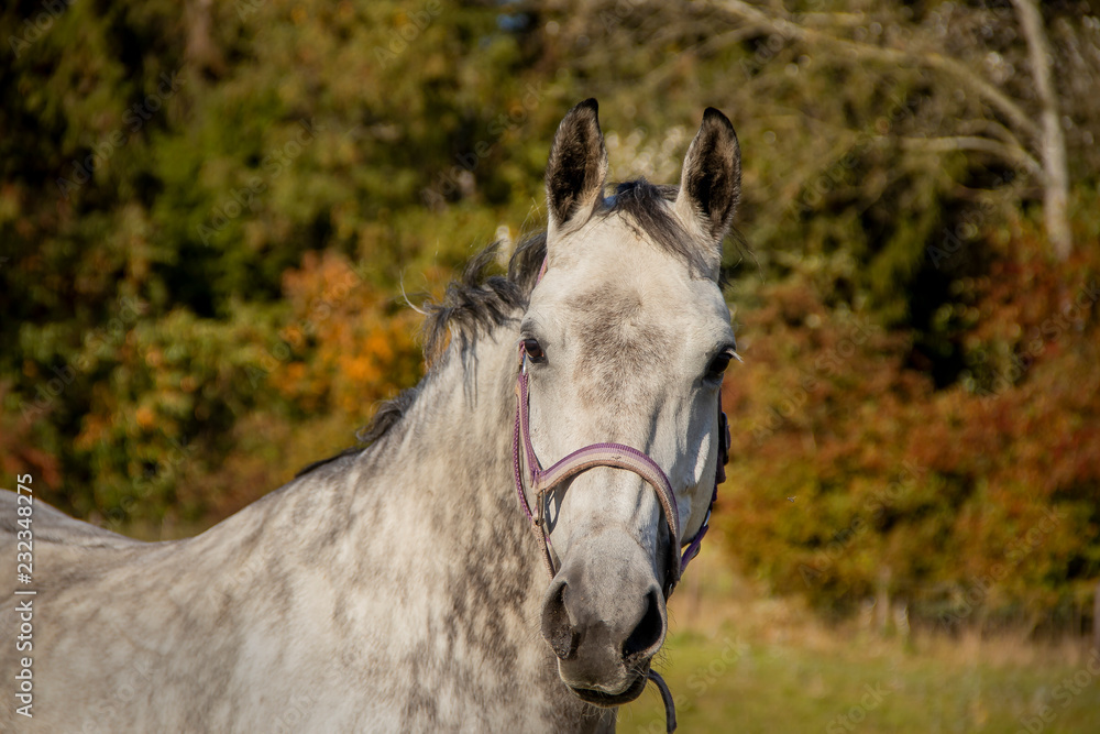Fototapeta premium paard, horse, equine