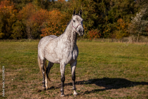 paard  horse  equine