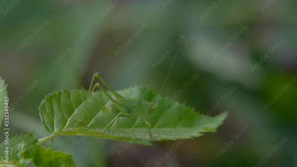 A large green locust grasshopper hides in the green grass mass for her eating
A large green locust grasshopper hides in the green grass mass for her eating