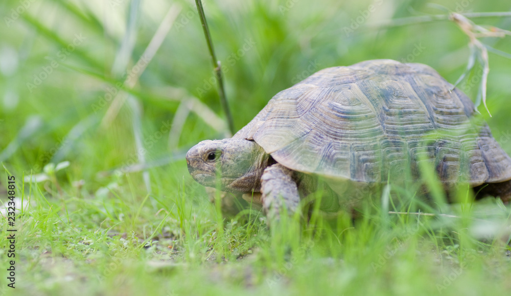 Obraz premium Tortue greaca 