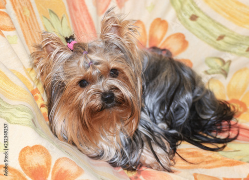 Yorkshire Terrier lying on a couch looking into the lens of a camera