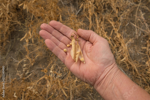 Female hand with field peas and ripened crop in background on a drought year