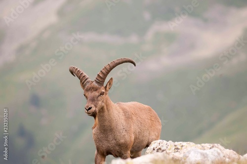Caucasian mountain goat tour. Out in the wild in a natural habitat.