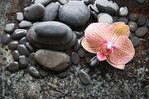 Palenopsis orchid with black river rocks for spa concept