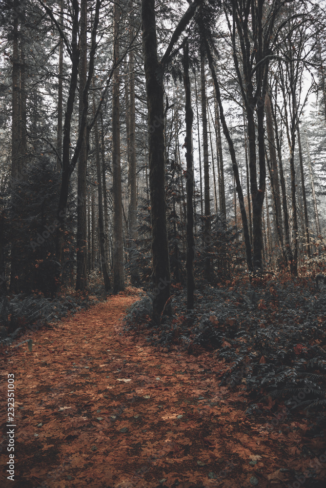 Dark leafy forest path in Oregon