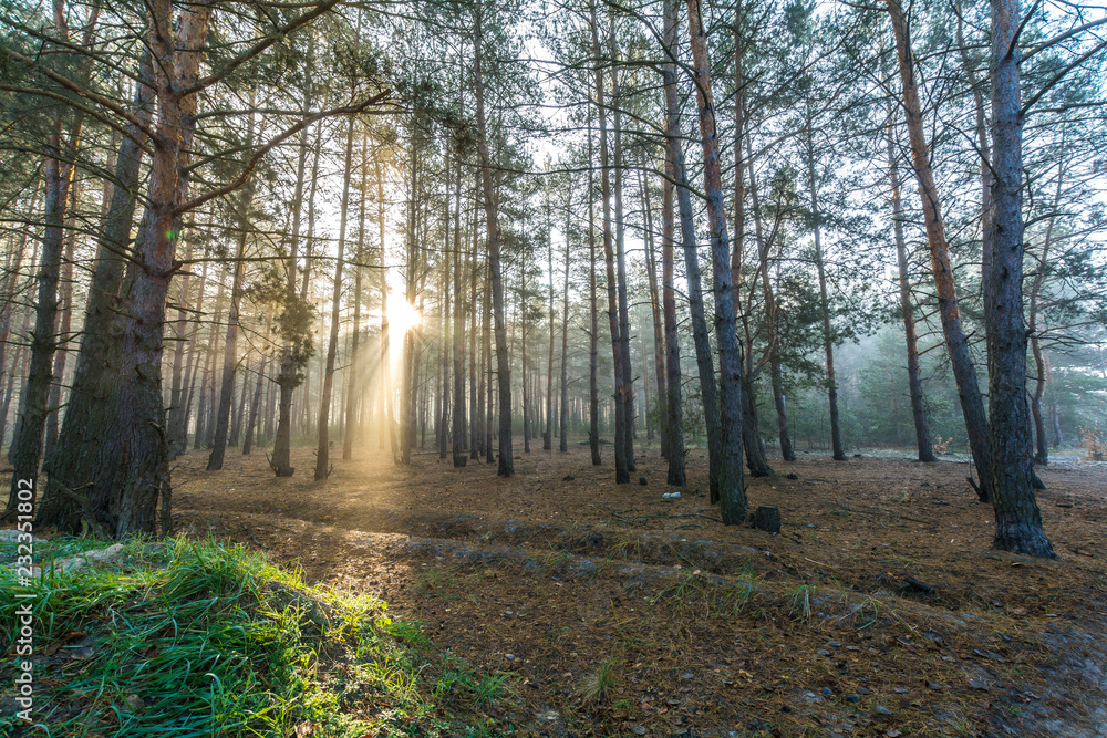 Dawn in the misty forest