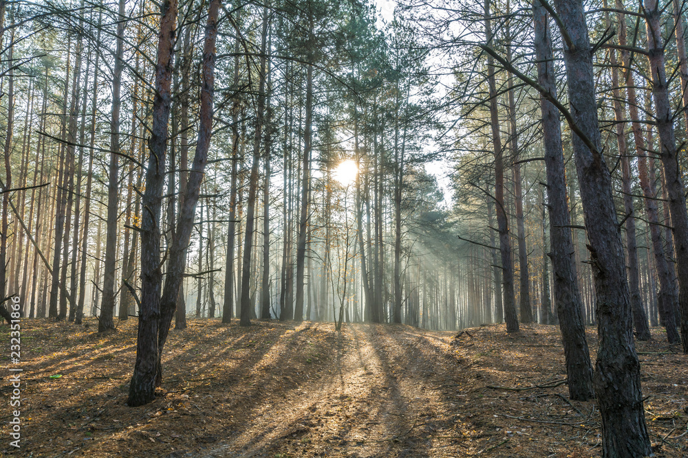 Rays of the morning sun in the misty forest