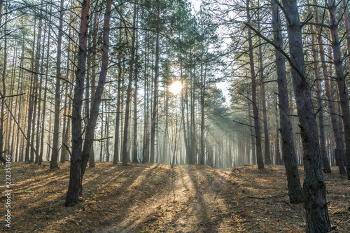 Obraz na płótnie Rays of the morning sun in the misty forest w salonie