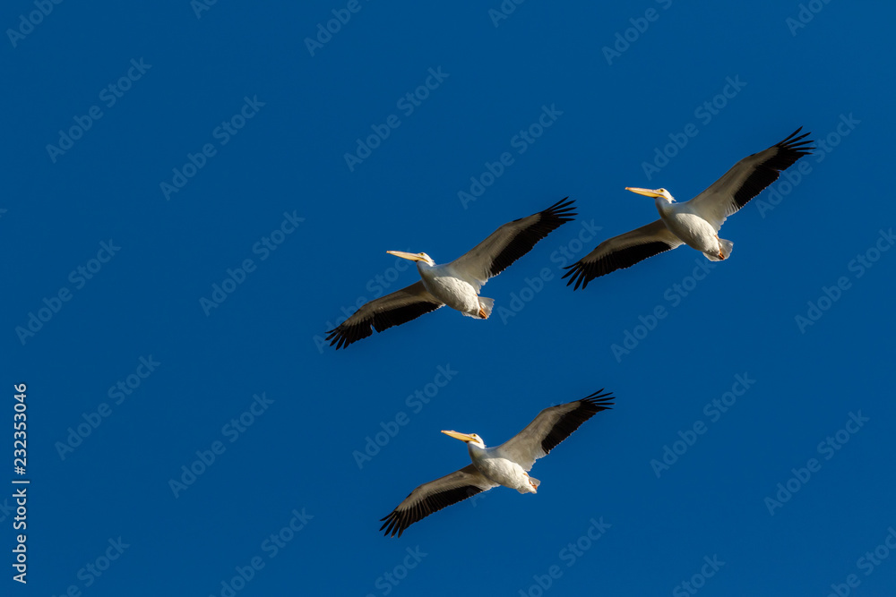 Three American Pelicans with blue sky