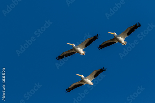 Three American Pelicans with blue sky